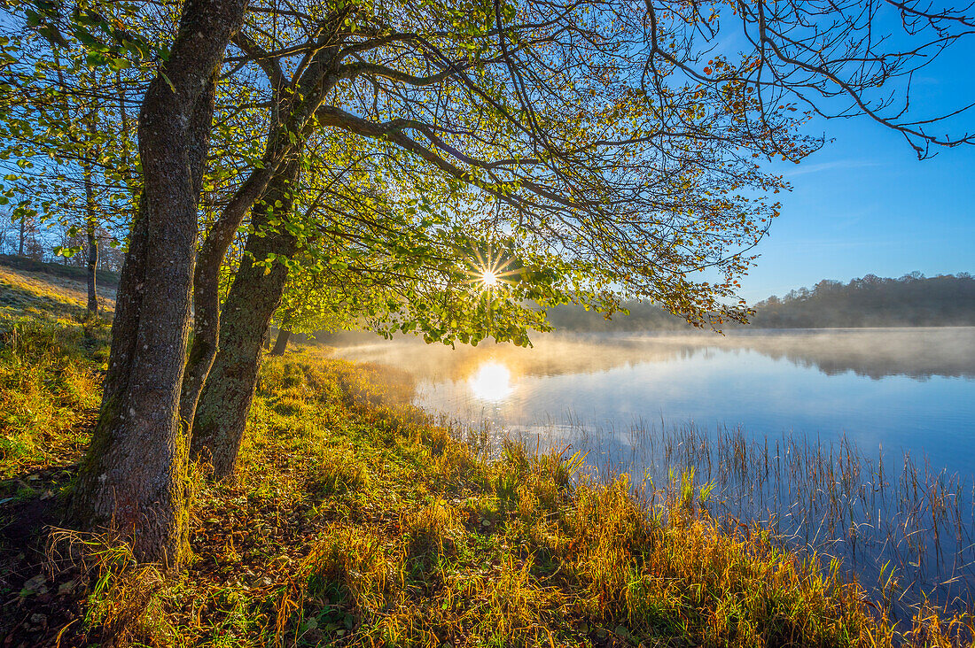 Morgennebel am Weinfelder Maar, Totenmaar, Daun, Dauner Maare, Eifel, Rheinland-Pfalz, Deutschland