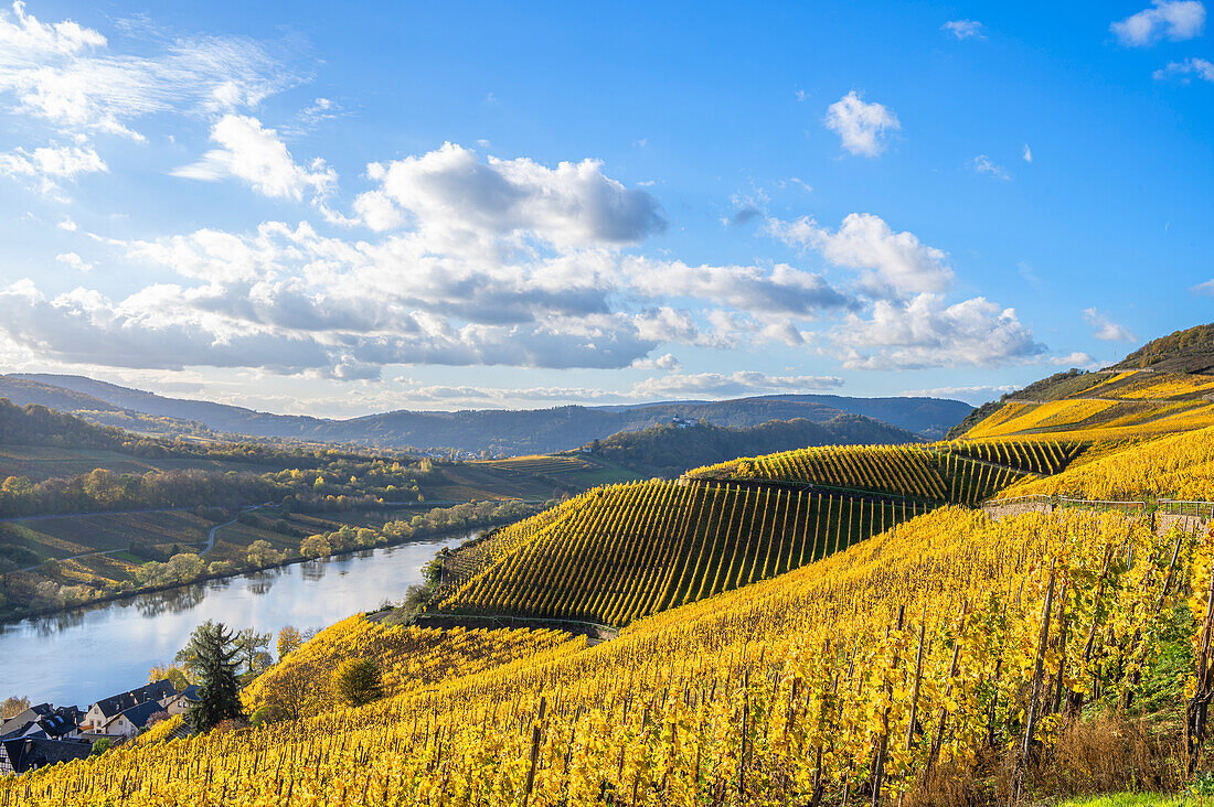 Weinberge bei Zell, Mosel, Rheinland-Pfalz, Deutschland