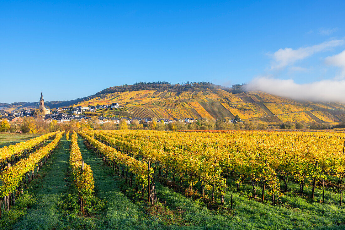 Vineyards near Lieser, Moselle, Rhineland-Palatinate, Germany
