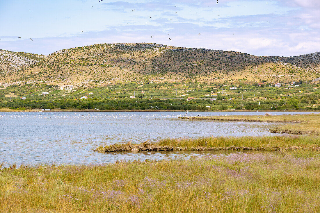 Jadrtovac, inlet with waterfowl near Šibenik