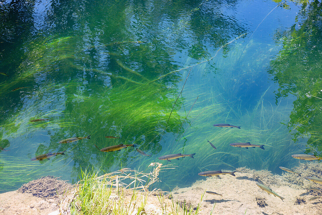 Nationalpark Krka; Döbel im klaren Wasser der Krka, Dalmatien, Kroatien