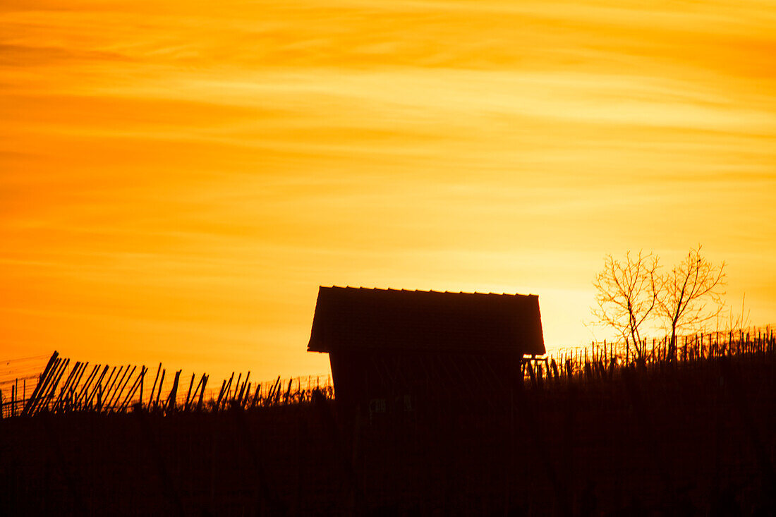 Abendrot in den Weinbergen von Iphofen, Kitzingen, Unterfranken, Franken, Bayern, Deutschland, Europa