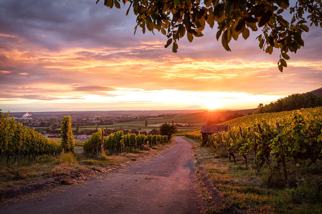 Golden evening mood in the vineyards, Iphofen, Kitzingen, Lower Franconia, Franconia, Bavaria, Germany, Europe