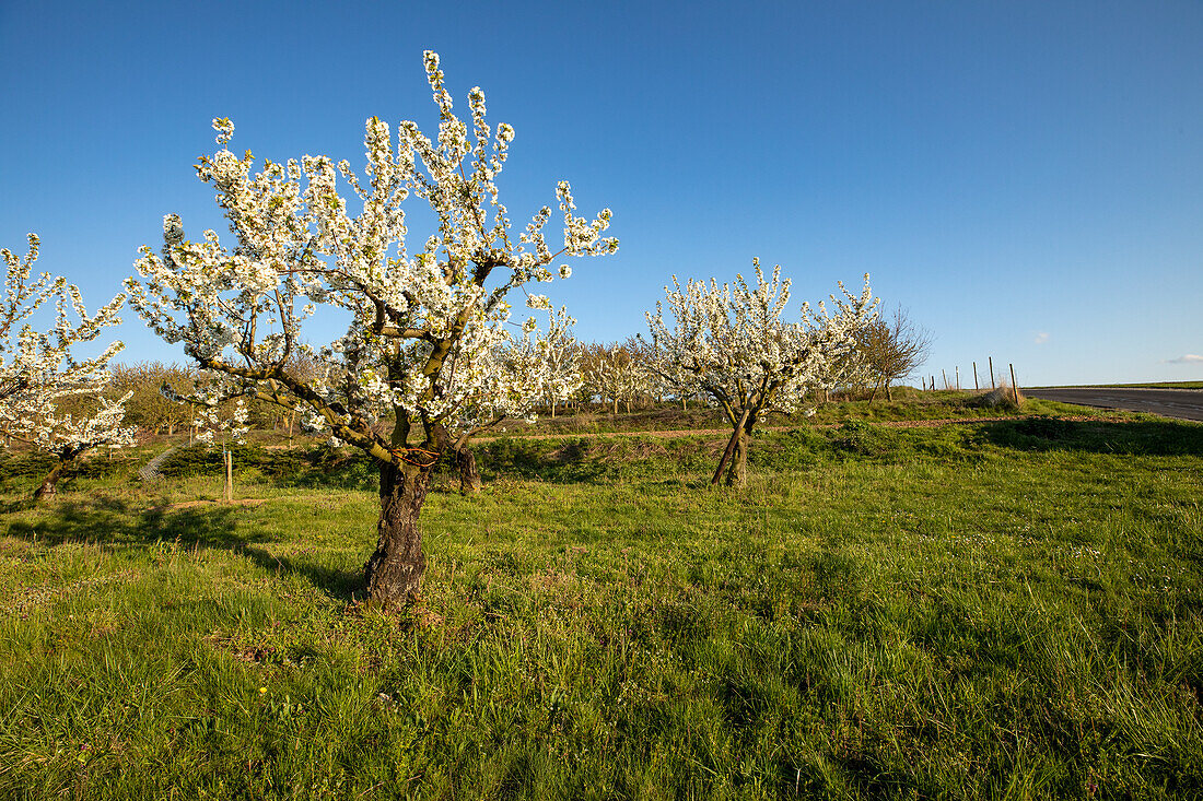 Cherry blossom above Sommerhausen, Wuerzburg, Lower Franconia, Franconia, Bavaria, Germany, Europe