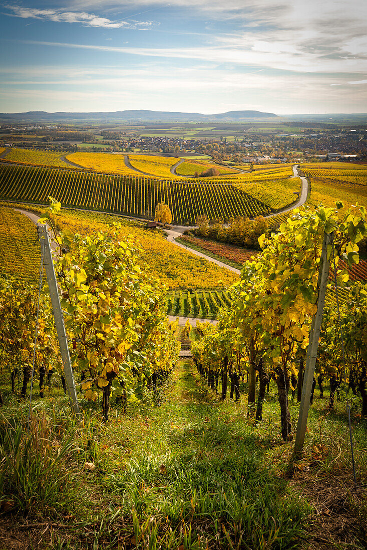 Perfekte Herbststimmung in der Weinlage Julius-Echter-Berg, Iphofen, Kitzingen, Unterfranken, Franken, Bayern, Deutschland, Europa