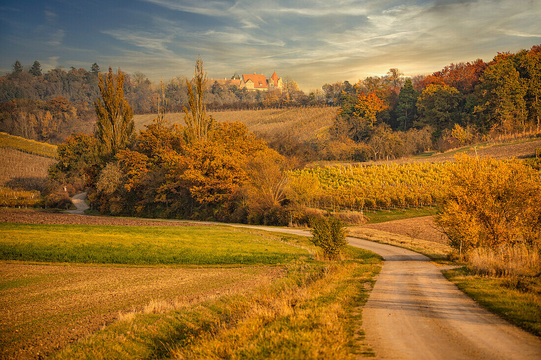 Autumn mood in the Reichsberg vineyards, Ippesheim, Frankenberg, Neustadt an der Aisch, Middle Franconia, Franconia, Bavaria, Germany, Europe