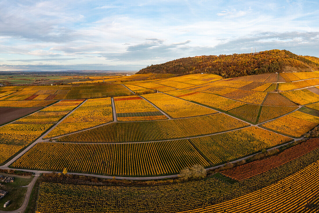 Colorful vineyards at Schwanberg, Rödelsee, Iphofen, Kitzingen, Lower Franconia, Franconia, Bavaria, Germany, Europe