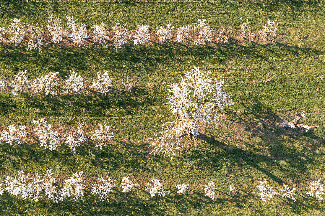 Cherry blossom above Sommerhausen, Wuerzburg, Lower Franconia, Franconia, Bavaria, Germany, Europe