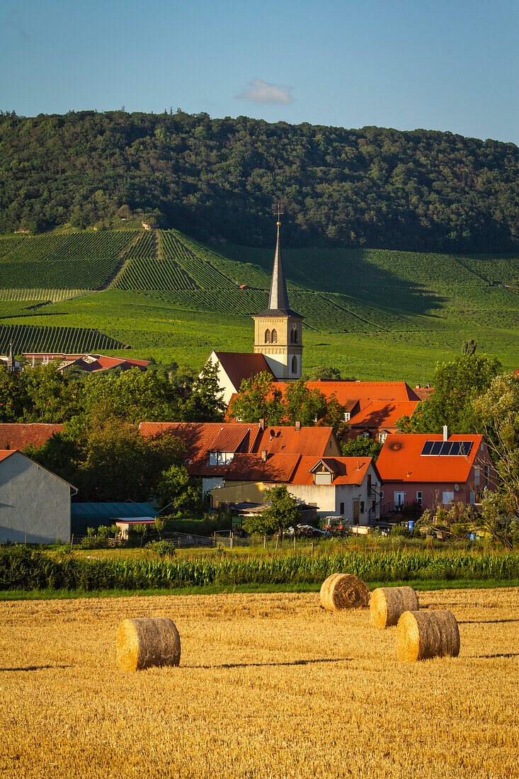 Grain harvest in Iphofen, Kitzingen, Lower Franconia, Franconia, Bavaria, Germany, Europe