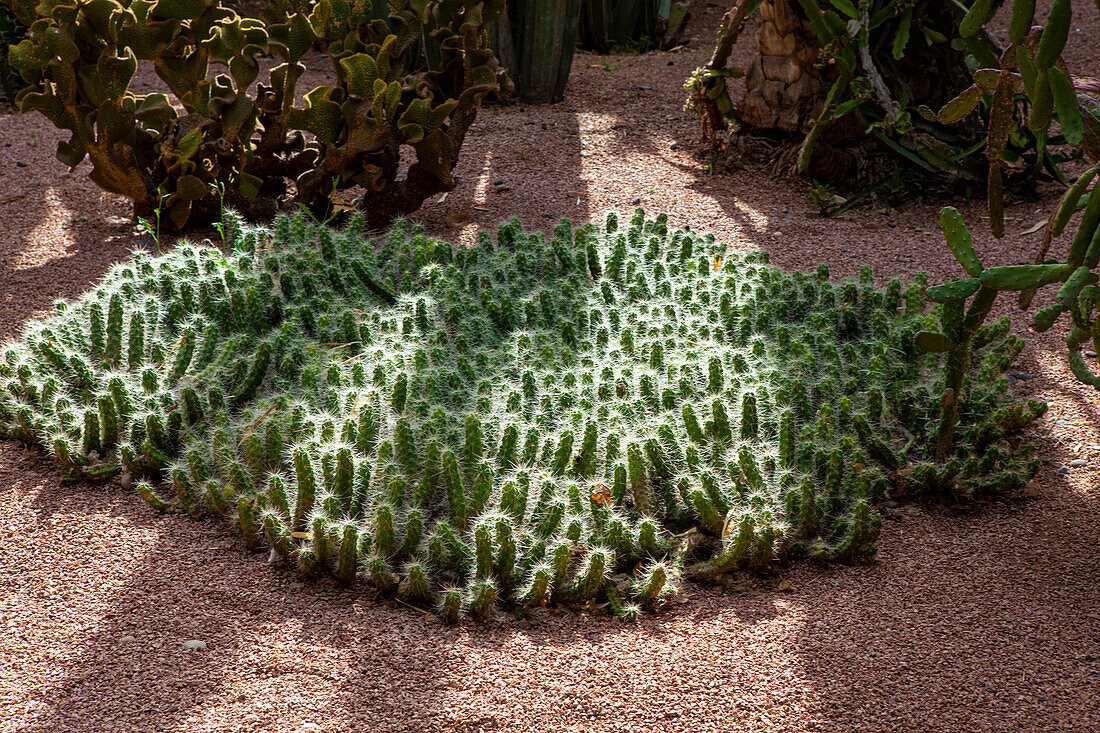 Detail des Ives-Saint-Laurent-Museums in Marrakesch, Marokko, Nordafrika, Afrika