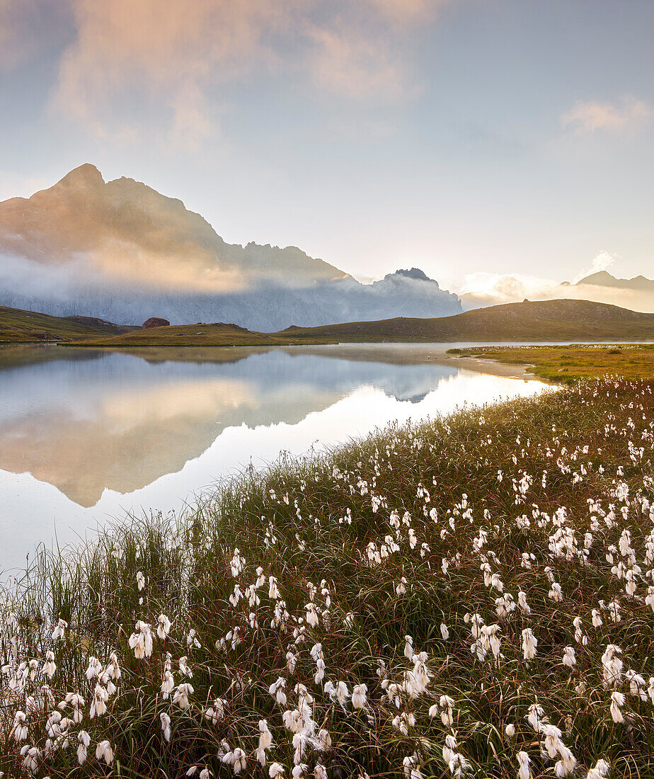 Cotton grass at Lac de Cerces, Le Grand Galibier, Rhones Alpes, Hautes-Alpes, France