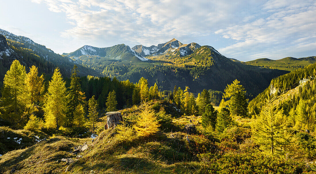 Yellow larches, Steinfeldspitze, Obertauern, Radstadt Tauern, Salzburg, Austria