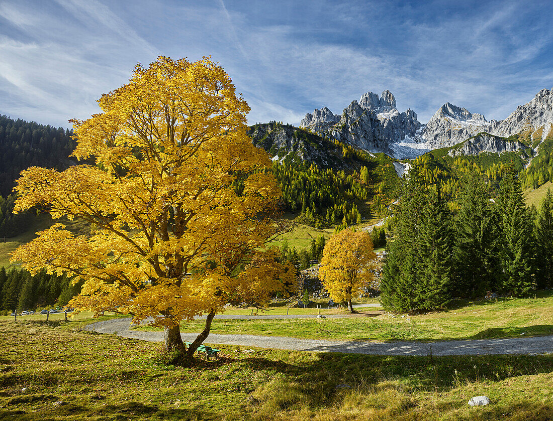 Sycamore maple on the Hofalm, Bischofsmütze, Filzmoos, Salzburg, Austria