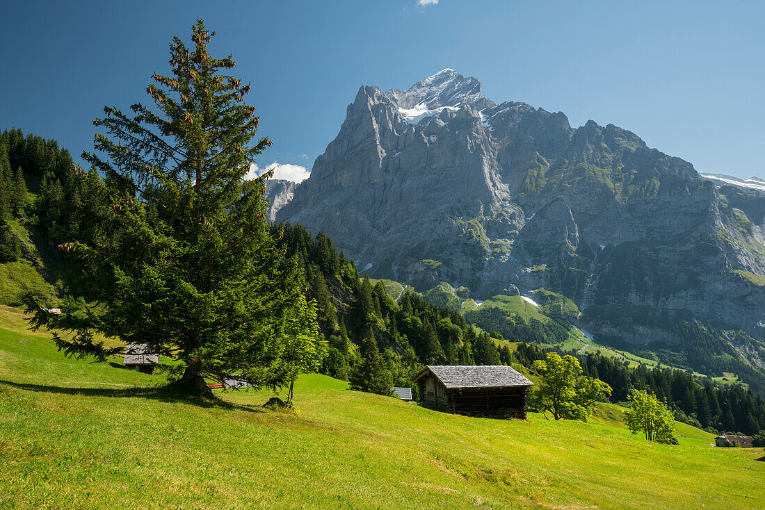 Wetterhorn, Grindelwald, Berner Oberland, Schweiz