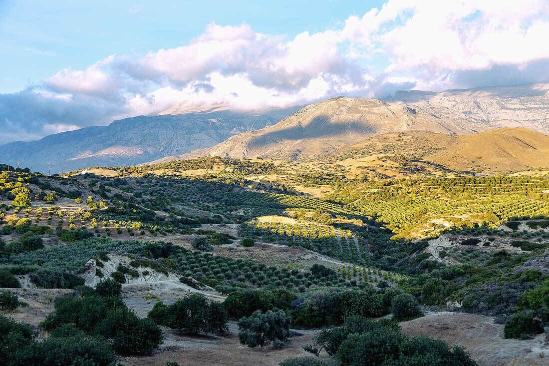 Messara-Ebene; Olivenbäume; Ida-Gebirge, griechische Insel, Kreta, Griechenland