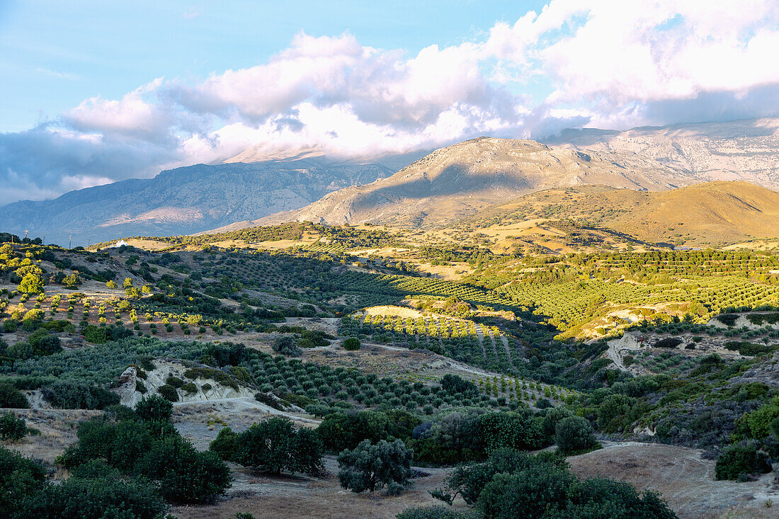 Messara plain; olive trees; Ida Mountains