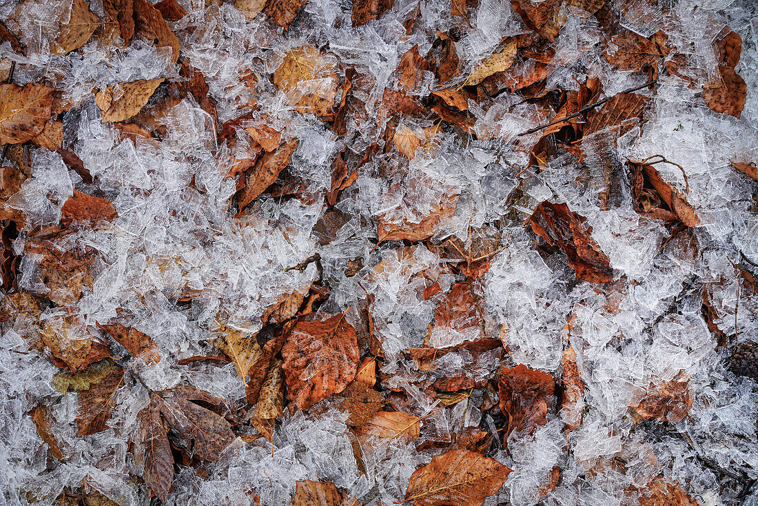 Hoar frost lies on beech foliage, Bavaria, Germany, Europe