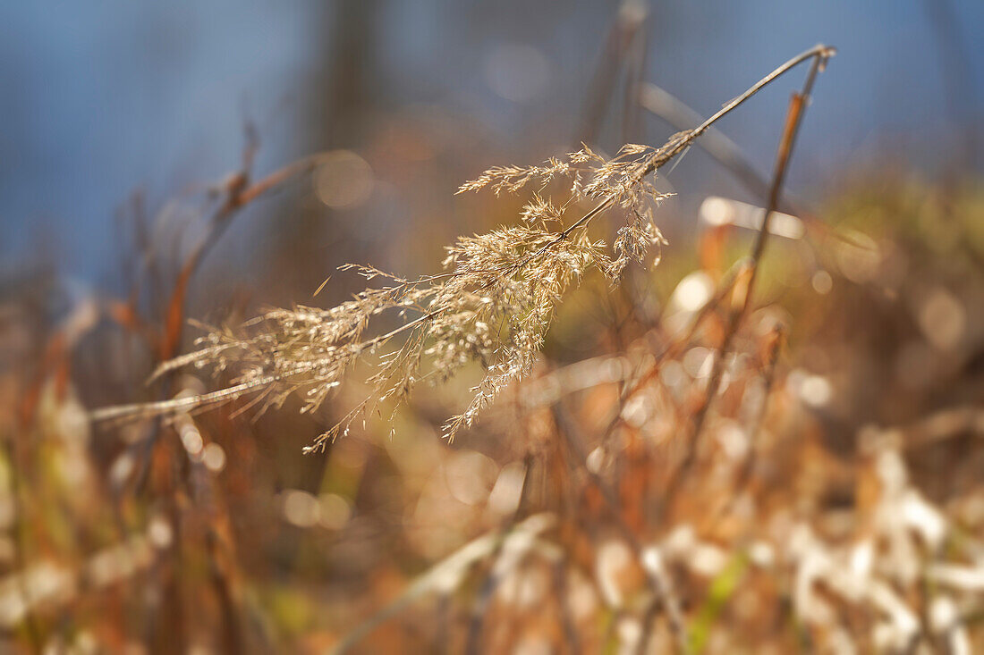 Gräser am Ufer der Ammer im winterlichen Morgenlicht, Bayern, Deutschland, Europa