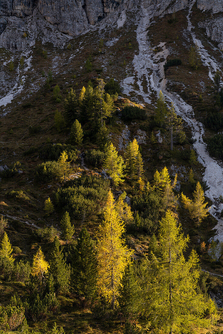 Luminous autumnal mountain forest not far from the Drei Zinnen, South Tyrol, Italy, Europe