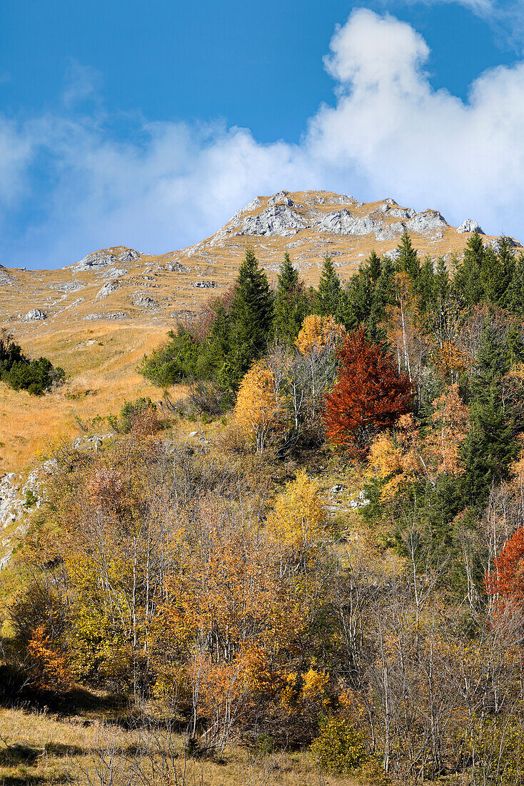 Farbenprächtiger Herbstwald oberhalb der Engalm, Eng, Hinterriß, Karwendel, Tirol, Österreich          