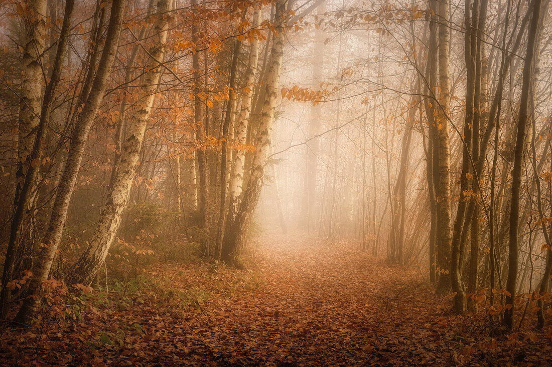 Foggy morning in beech forest in November, Bavaria, Germany