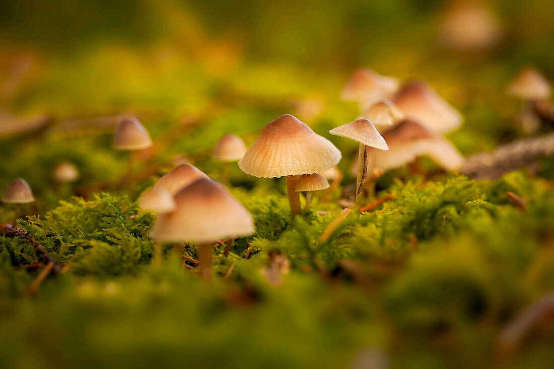 Kleine Pilzkolonie im Herbstwald, Waldboden, Wald