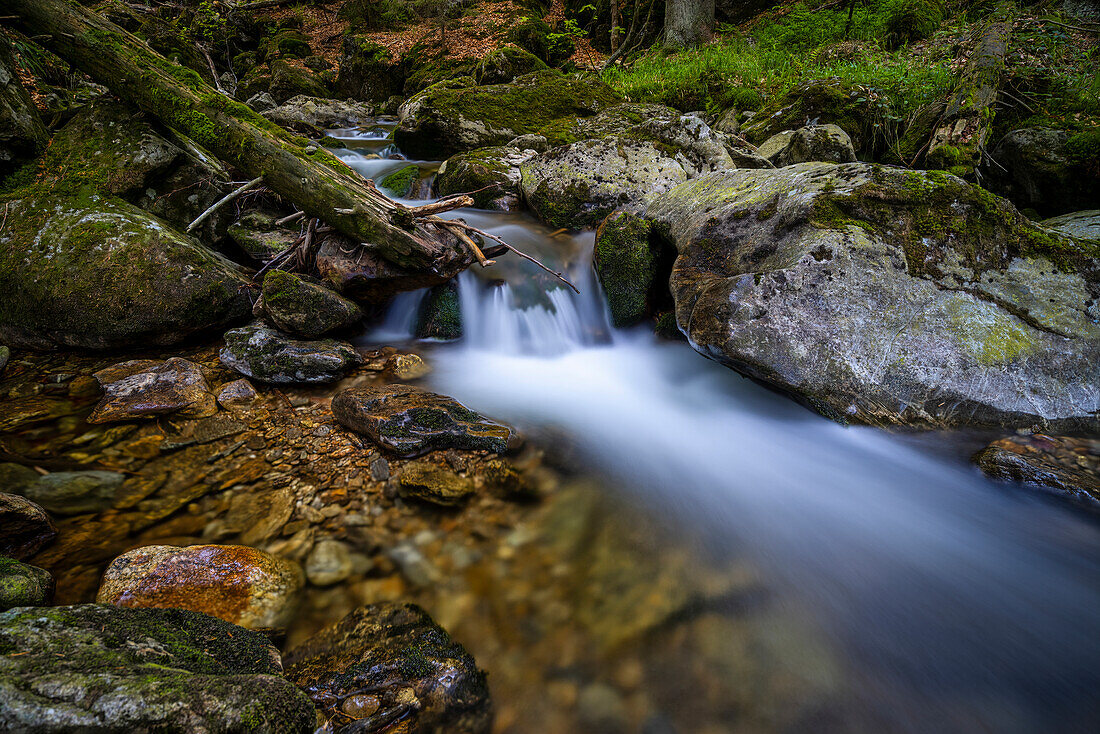 On the banks of the Große Ohe in the Steinklamm, Bavarian Forest, Bavaria, Germany