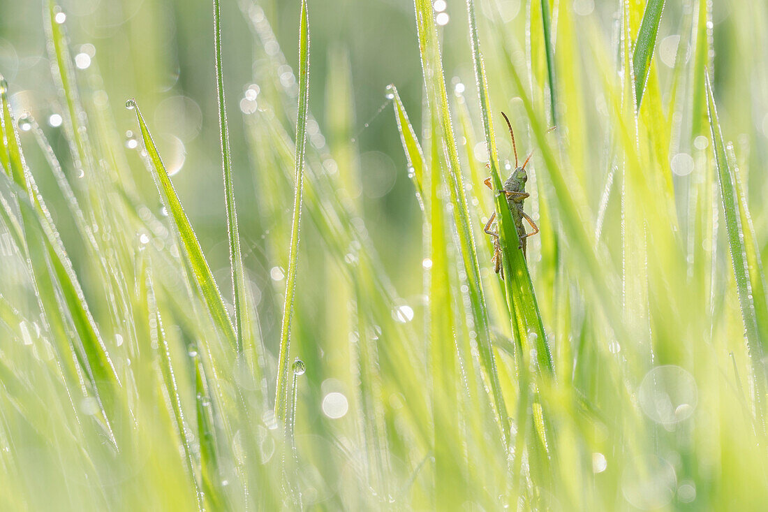 Wiese Grashüpfer (Chorthippus Parallelus) Männchen auf taubedeckten Rasen Ostflandern, Belgien