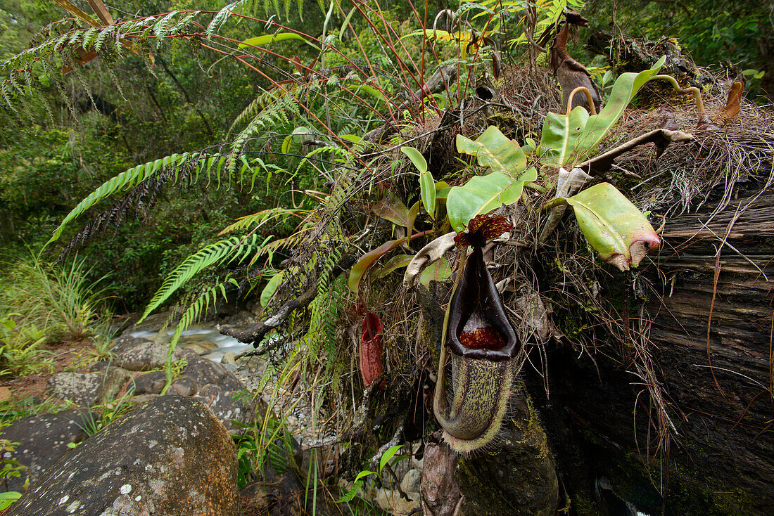Kannenpflanze (Nepenthes eymae), Sulawesi, Gunung Lumut, Indonesien