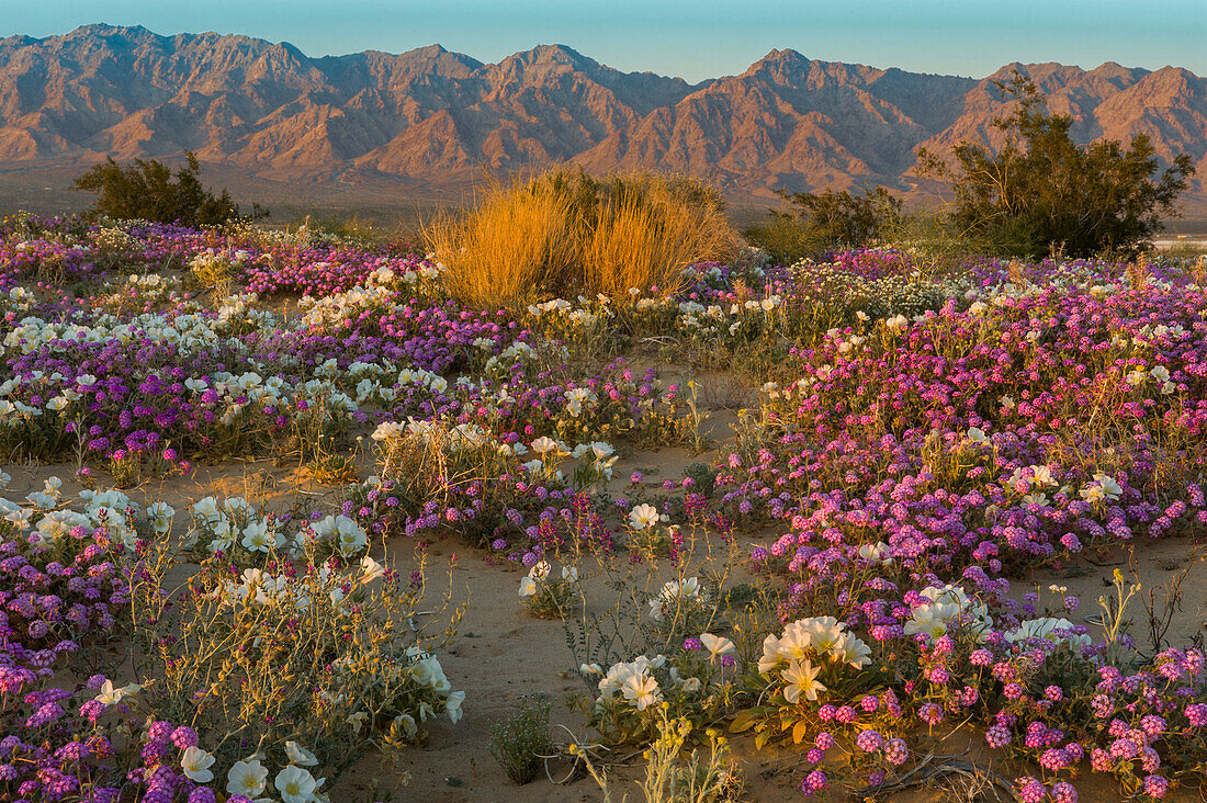 Desert Sand Verbena (Abronia villosa) und Dune Night Primrose (Oenothera deltoides) in der Wüste, Mojave-Wüste, Kalifornien