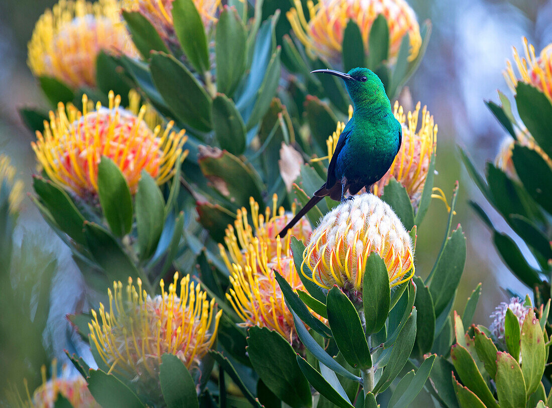 Malachit Sunbird (Nectarinia Famosa) Männchen auf Protea-Blume, Kapstadt, Südafrika