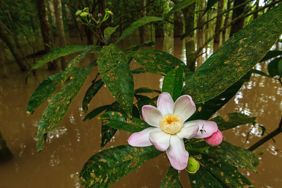 Gustavia (Gustavia augusta) blüht im überschwemmten Wald des Amazonas, Nationalpark Amacayacu, Leticia, Kolumbien