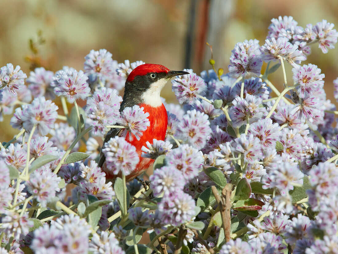 Crimson Chat (Epthianura tricolor) Männchen in Blumen, Cue, Western Australia, Australien