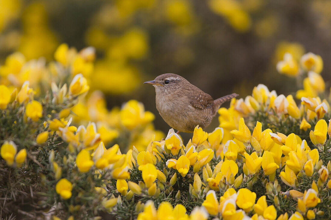 Zaunkönig (Troglodytes Troglodytes) Erwachsenen, thront auf blühenden Ginster, Suffolk, England, April