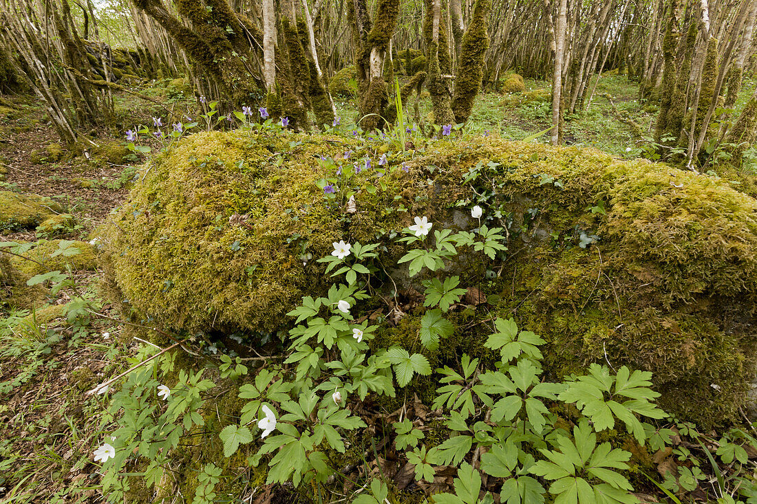 Buschwindröschen (Anemone nemorosa) und Veilchen, blühend, wachsen in gemeinsamen Hazel (Corylus avellana) alten Niederwäldern auf Kalksteinpflaster, Burren National Park, The Burren, County Clare, Irland, Mai
