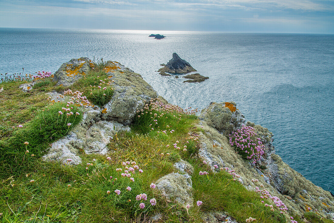 Sparsamkeit (Armeria maritima) blüht, wächst auf Küstenlandzungenlebensraum, mit The Bull (am nächsten) und Quies-Felsen in der Ferne, Trevose Head, Cornwall, England, Juni