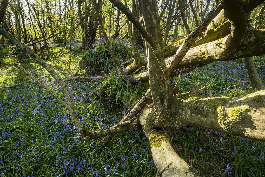 Bluebell (Endymion non-scriptus) blühende Masse, wächst neben gefallener gemeiner Esche (Fraxinus excelsior) Baum im Niederwald-Lebensraum, Kent, England, April