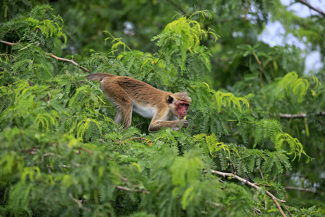 Toque Macaque (Macaca Sinica) Erwachsenen, ernähren sich von Baumblüten, Yala NP, Sri Lanka, März