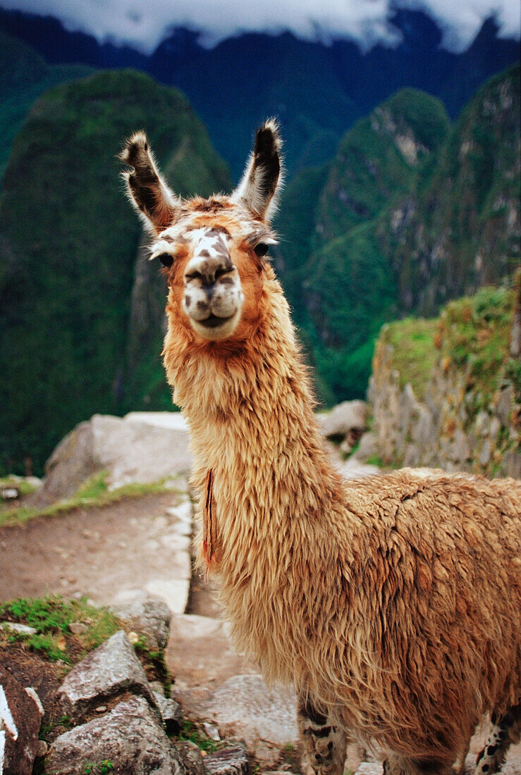 Close-up of a Llama (Lama glama), Machu Picchu, Cusco Region, Peru