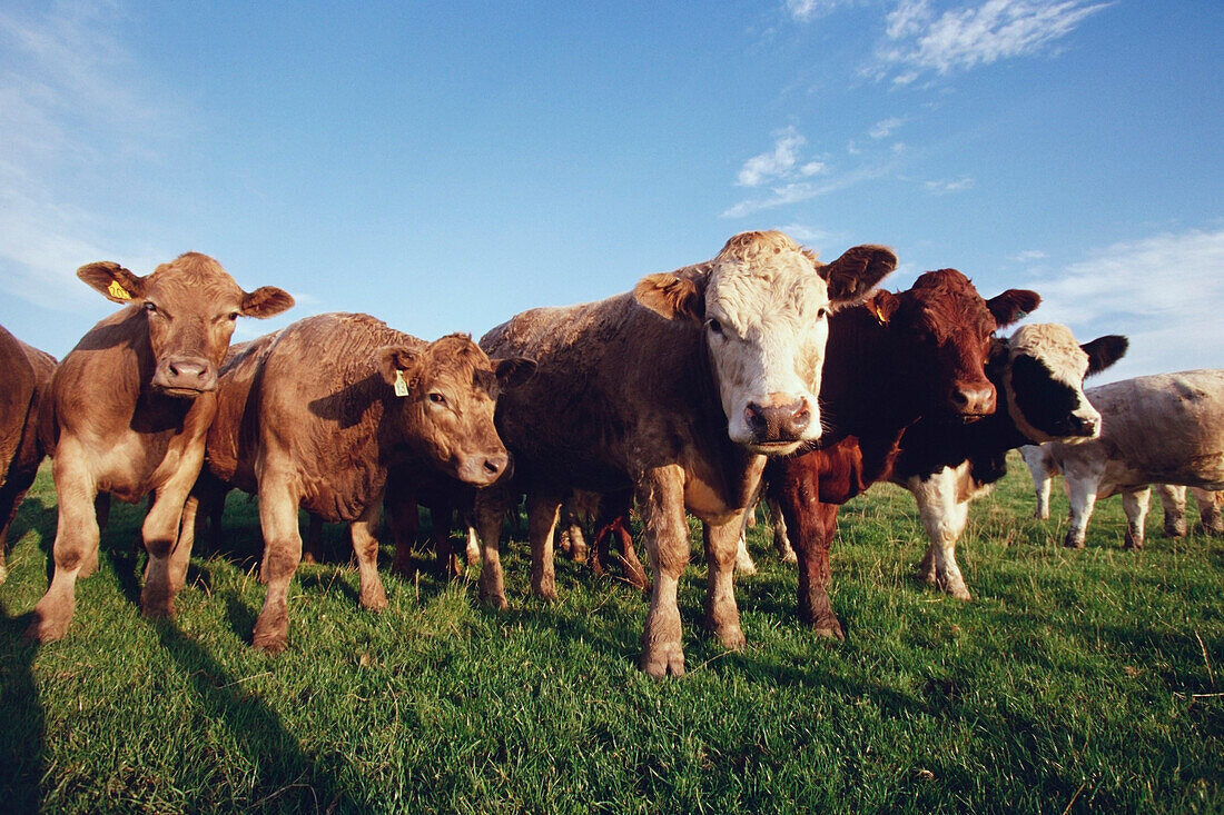 Cows in a field, Portpatrick, Scotland