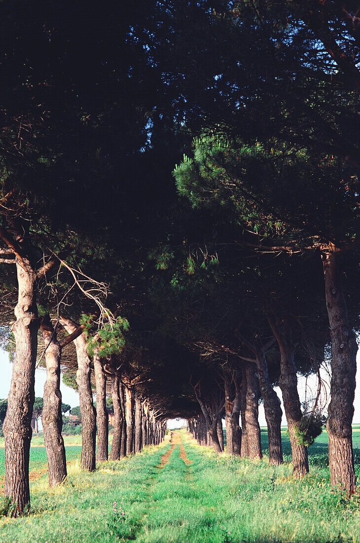 Von Bäumen gesäumt in einem Bauernhof, Toskana, Italien