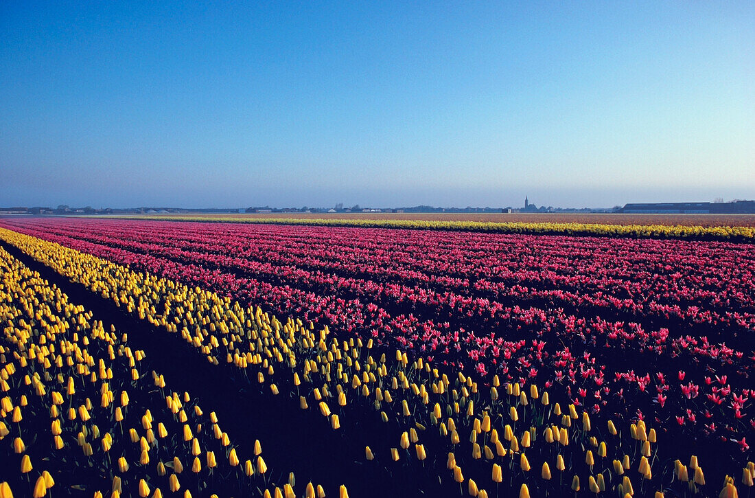 Tulip farm in bloom, Keukenhof Gardens, Netherlands