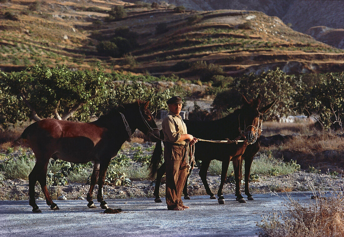 Mann mit Pferden, Santorini, Griechenland