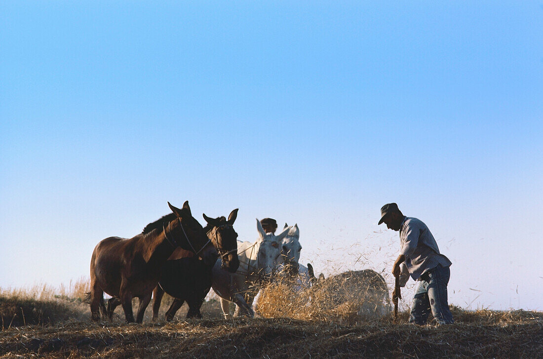 Bauer mit Pferden auf einem Feld, Santorini, Kykladen, Griechenland