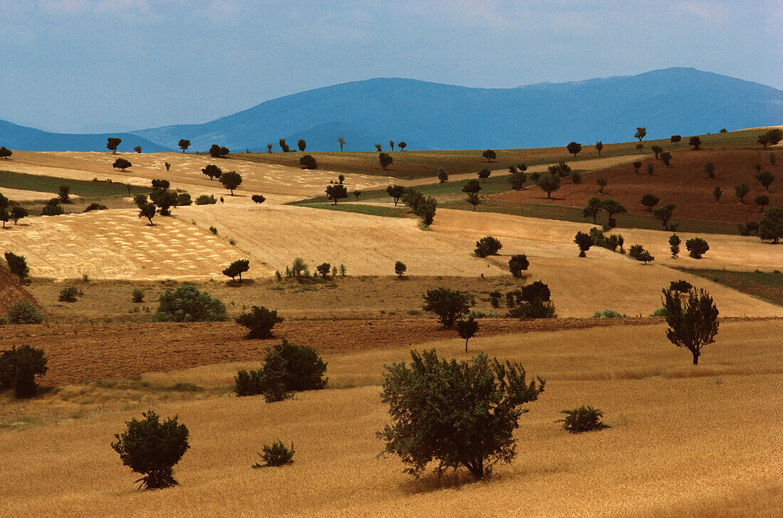Bäume in einer hügeligen Landschaft, Türkei