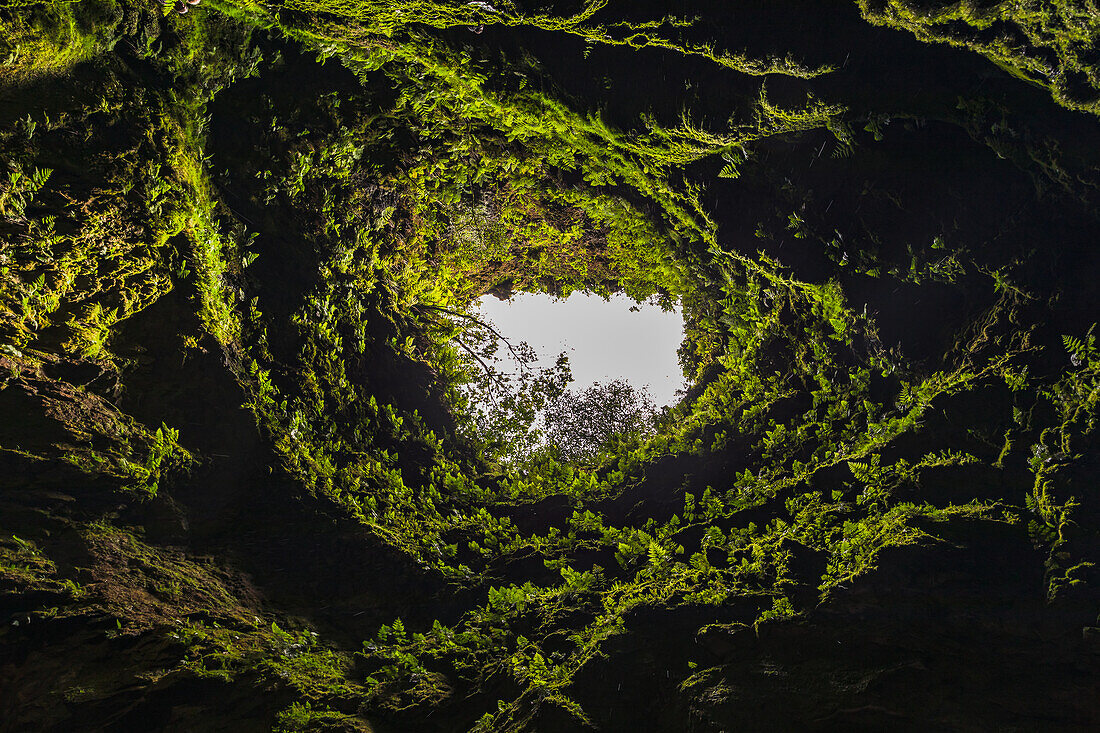 View vertically upwards in the overgrown volcanic vent Algar do Carvão on the Azores island of Terceira