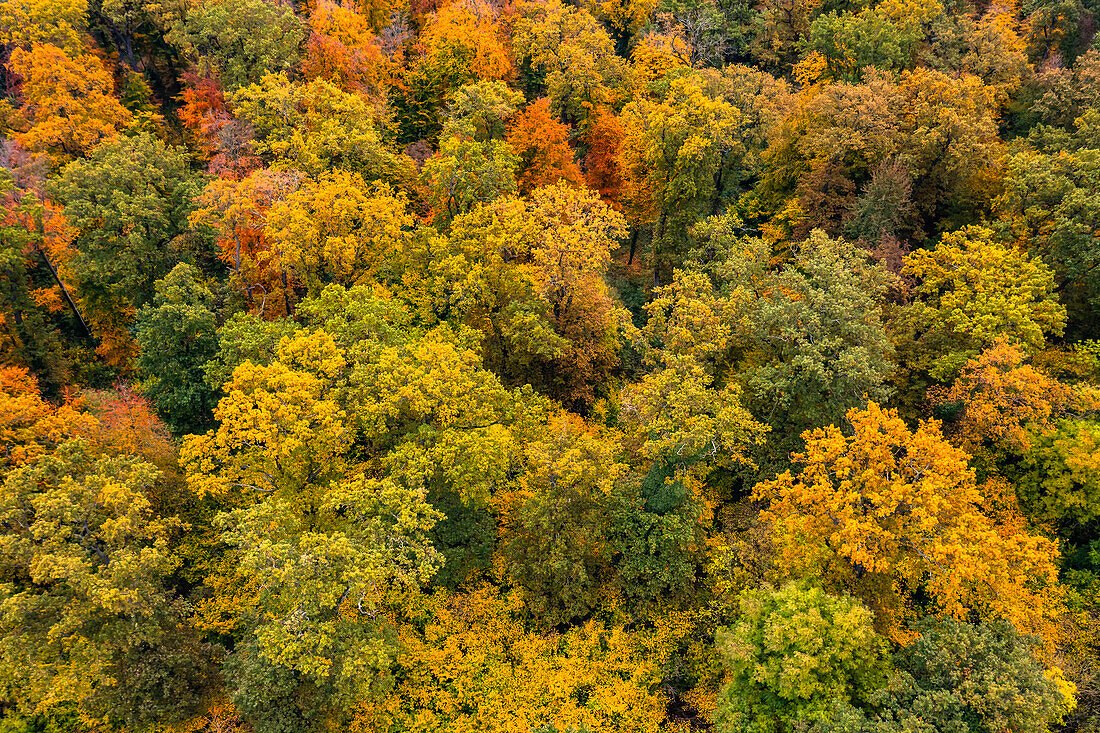 Herbstliche Luftaufnahme eines Waldstücks mit gelben, orangenen und roten Laubbäume in einem Mischwald in Süddeutschland, Europa