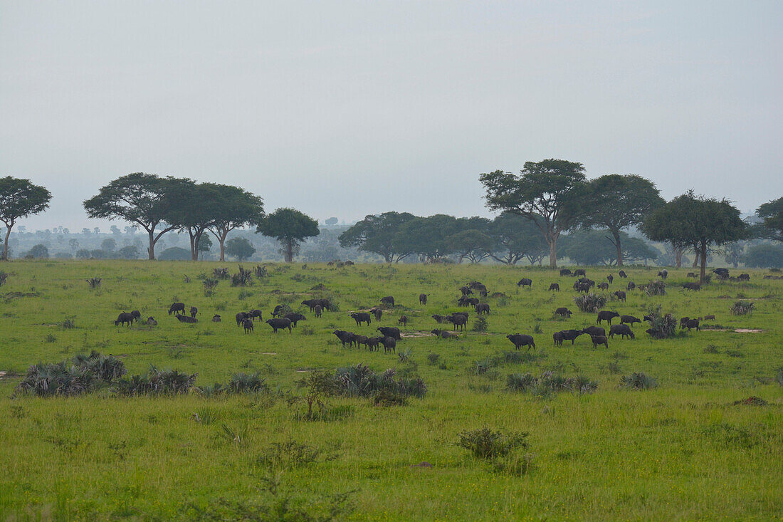 Uganda; Northern Region; Murchison Falls National Park; Buffalo herd in the morning haze
