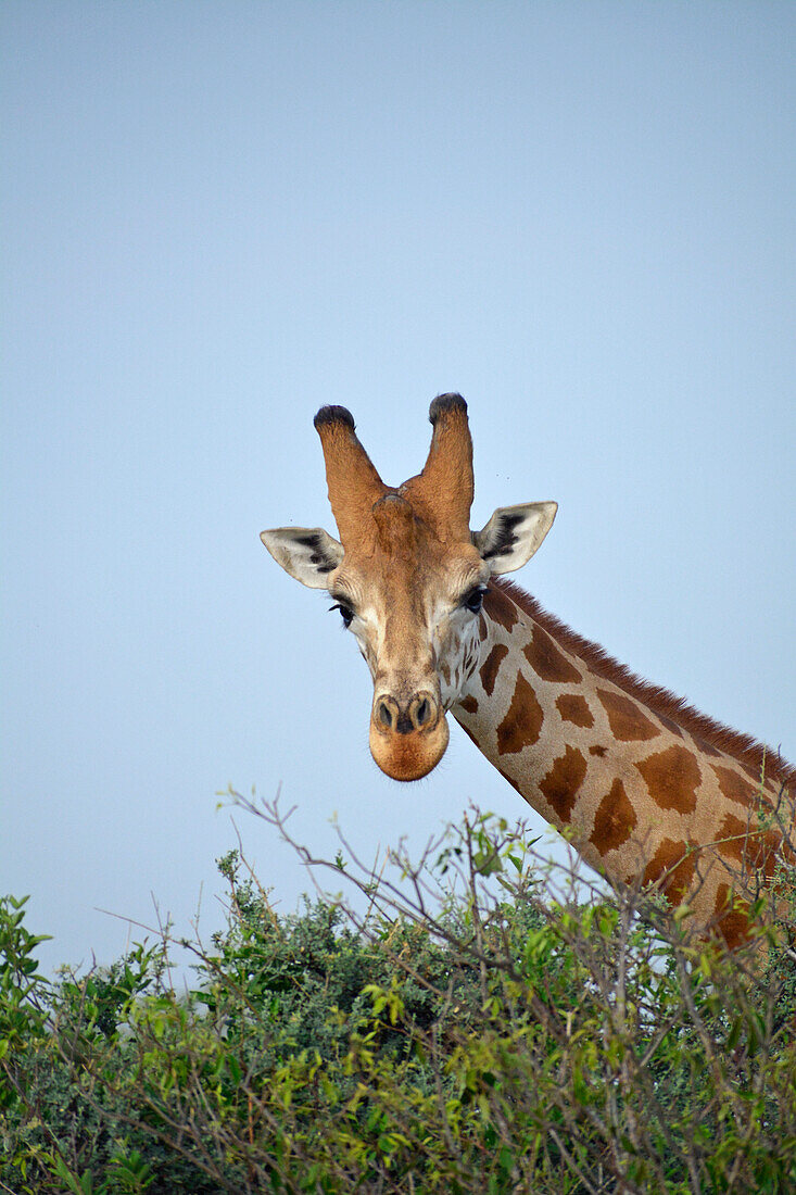 Uganda; Northern Region; Murchison Falls National Park; curious giraffe gazes at the visitors;