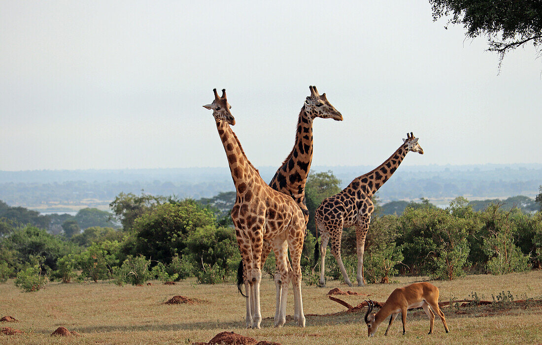 Uganda; Northern Region; Murchison Falls Nationalpark; drei Giraffen in der Buschsavanne; im Vordergrund ein grasender Uganda Kob